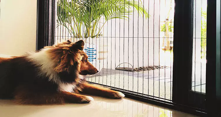 Sliding Screen Pet Door Repair in Fort Myers, FL
