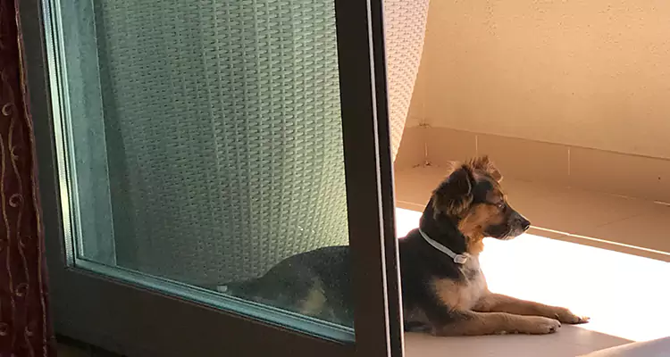 French Door Pet Screen Repair in Fort Myers, FL